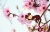 Набор виниловых наклеек "Цветущая ветка сакуры и обезьянка"